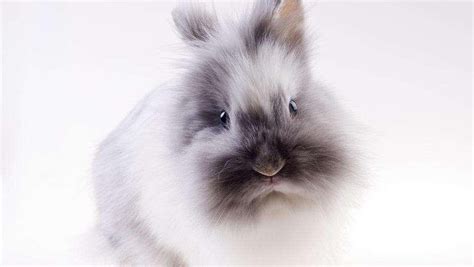兔子外型特徵